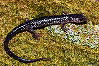 Cow Knob Salamander