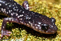 Cow Knob Salamander