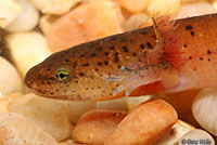 Black-chinned Red Salamander