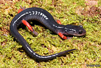 Red-legged Salamander