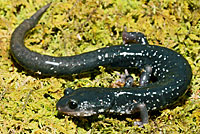 Southern Appalachian Salamander