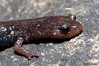 Shenandoah Mountain Salamander
