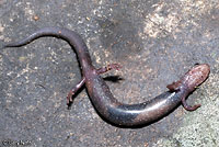 Shenandoah Mountain Salamander