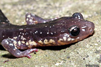 Wehrle's Salamander