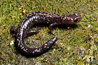 Weller's Salamander