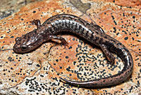 Weller's Salamander
