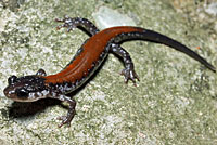 Yonahlossee Salamander