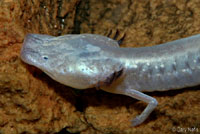 Texas Blind Salamander