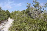 Red Cornsnake habitat
