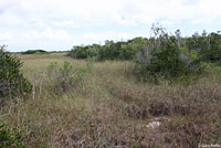 Everglades Racer habitat