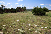 Plains Threadsnake habitat
