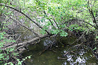 Brown Watersnake habitat