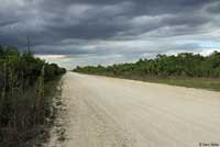 Everglades Racer habitat