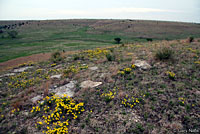 Great Plains Skink habitat