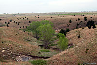 Central Plains Milksnake habitat