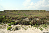 Gulf Coast Ribbon Snake habitat