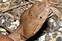 Broad-banded Copperhead 