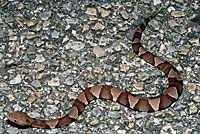 Broad-banded Copperhead 