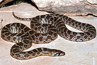 Kansas Glossy Snake 