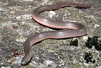 Eastern Wormsnake 