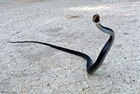 Brown-chinned Racer