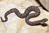 Mottled Rock Rattlesnake 