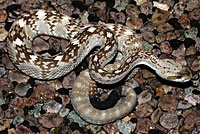 Black-tailed Rattlesnake 