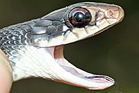 Brown-chinned Racer