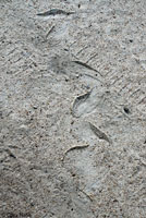 Brown-chinned Racer tracks