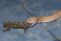 A captive Texas Nightsnake eats a  Mediterranean Gecko.