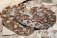 Sonoran Gopher Snake 
