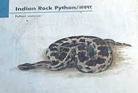Indian Rock Python sign