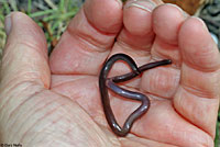 Brahminy Blindsnake