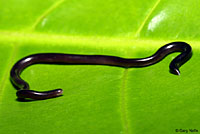 Brahminy Blind Snake