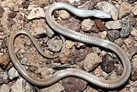 Big Bend Patch-nosed Snake