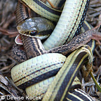 Texas Patch-nosed Snake eating Texas Spotted Whiptail