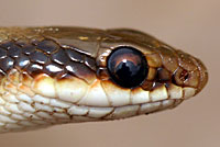 Texas Patch-nosed Snake