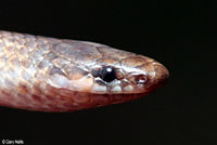 Flat-head Snake 