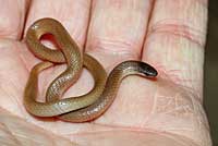 Flat-headed Snake