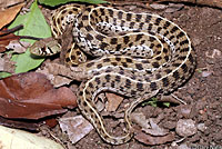 Marcy's Checkered Gartersnake