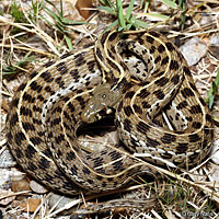 Marcy's Checkered Gartersnake