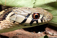 Marcy's Checkered Gartersnake