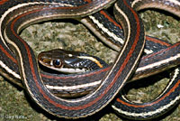 Red-striped Ribbon Snake