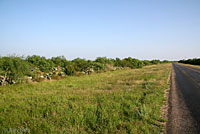 Texas Tortoise habitat