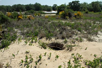 tortoise burrow