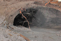 tortoise burrow