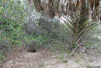 Gopher Tortoise habitat