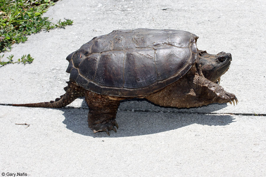 are common snapping turtles legal in california