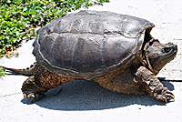 snapping turtle