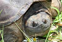 snapping turtle head